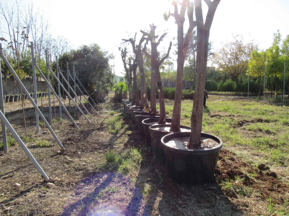 Adana Büyükşehir’den Örnek Çalışma: Ağaçlar Kesilmiyor, Naklediliyor