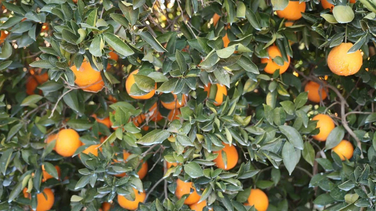 Coğrafi İşaretli Kozan Portakalı Tezgâhlara İniyor