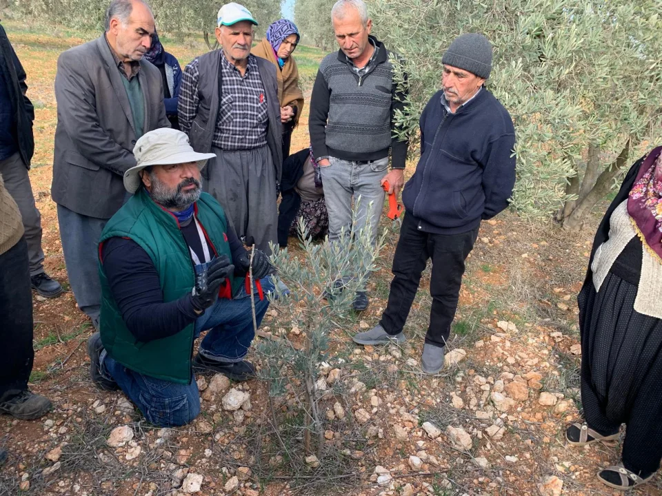 Zeytin Üreticilerine Uygulamalı Eğitim