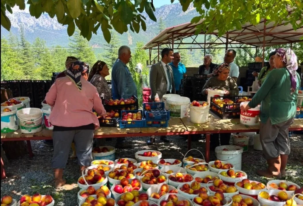 Belemedik Nektarisi Tarladan Sofraya Ulaşıyor: Pozantı’da Hasat Heyecanı