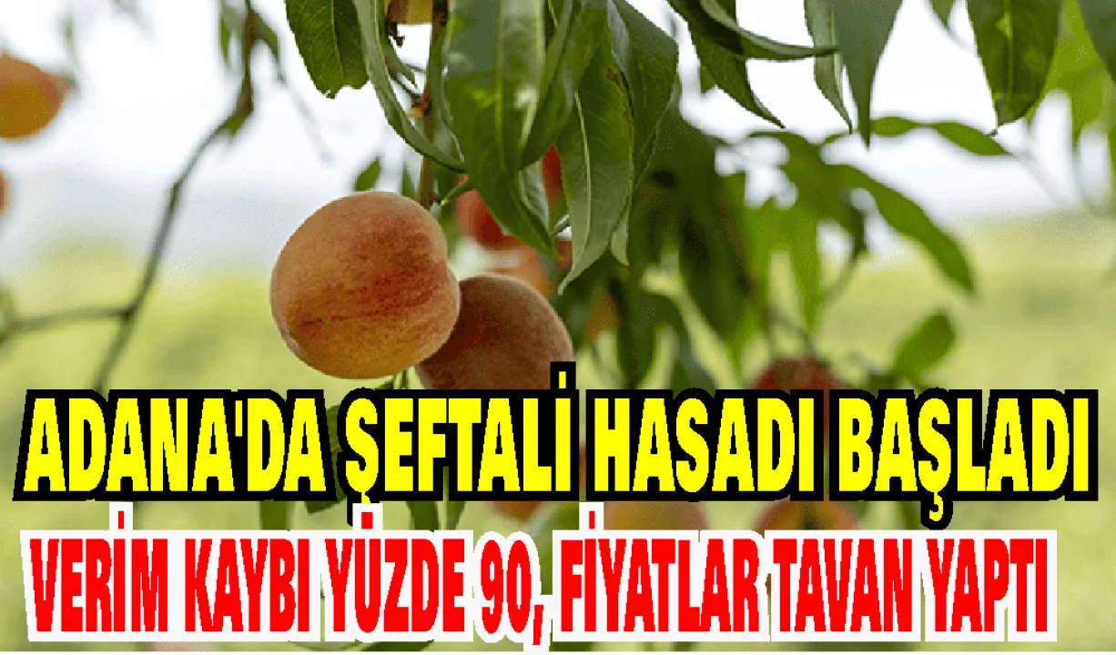 Şeftali bahçelerinde büyük zarar: Kozan’da 100 ton beklerken 10 ton toplandı