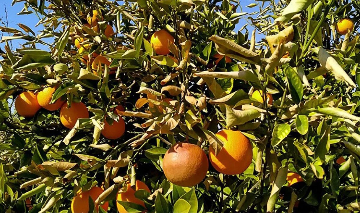 47,5 Derece Narenciyeyi Vurdu: Limonun Kilosu 180 TL’yi Buldu